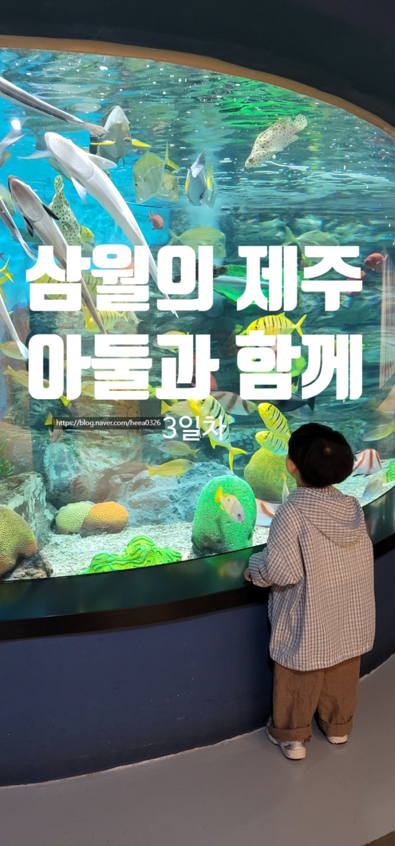 삼월의제주3. 아둘과 제주동쪽여행 (아기랑제주/17개월아기/아쿠아플라넷제주/우리건어물/씨....