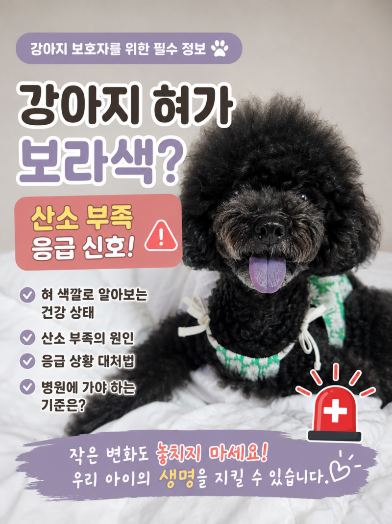 강아지 혀가 보라색이에요? 산소 부족 응급신호일 수 있습니다