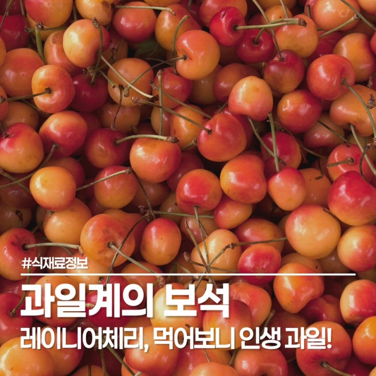  레이니어체리 쏟아지는 과즙, 체리 철 끝나기 전에 체리 효능 챙겨보세요!