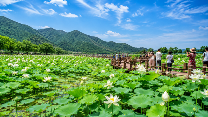 2026 무안 연꽃축제 완벽 가이드｜회산백련지 일정·주차장·근처 맛집·숙소까지 한 번에 정....