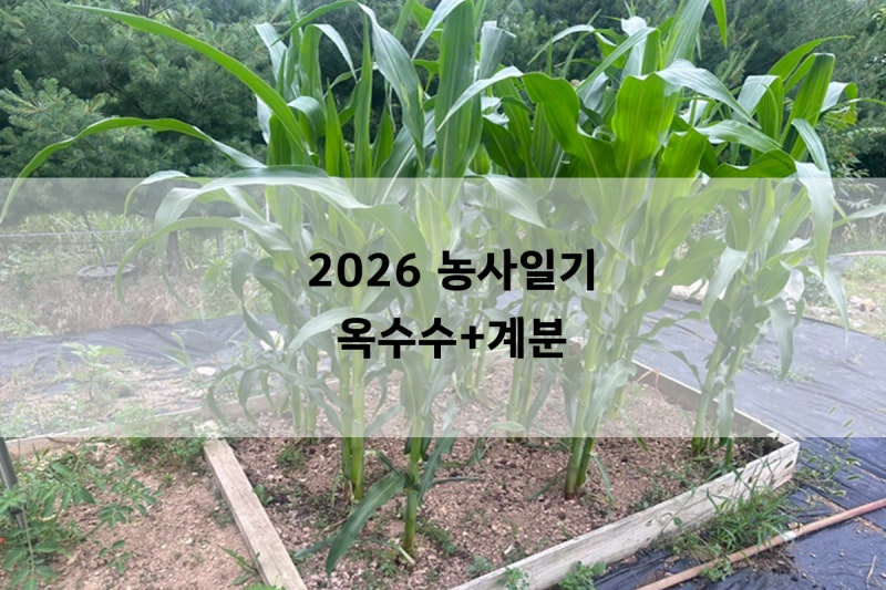 2026년 농사일기 옥수수 키우기 계분비료