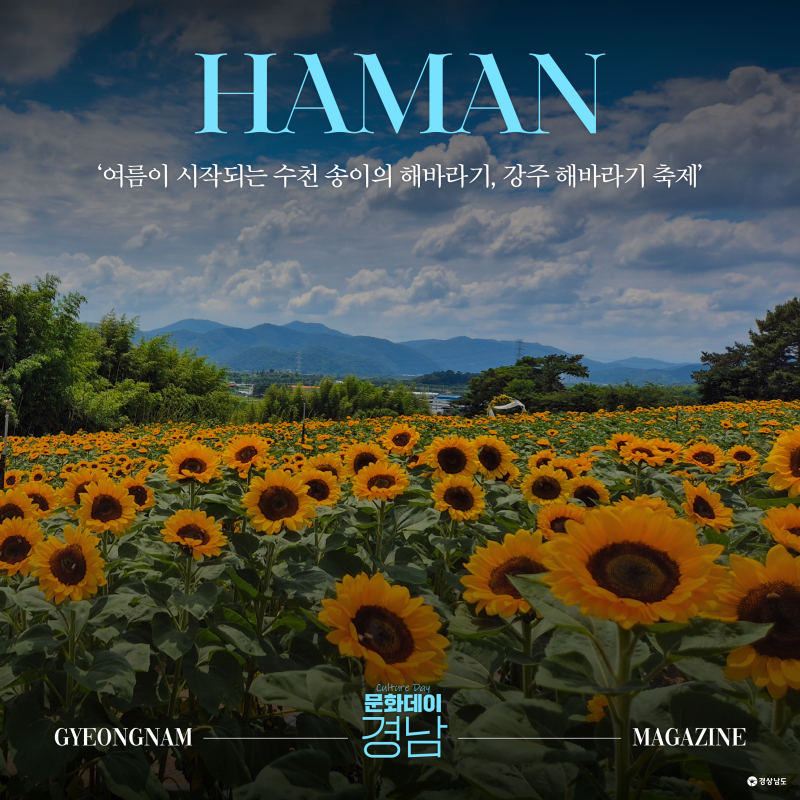 [경남/함안]경남 해바라기 명소, 함안 강주 해바라기 축제 일정 및 개화
