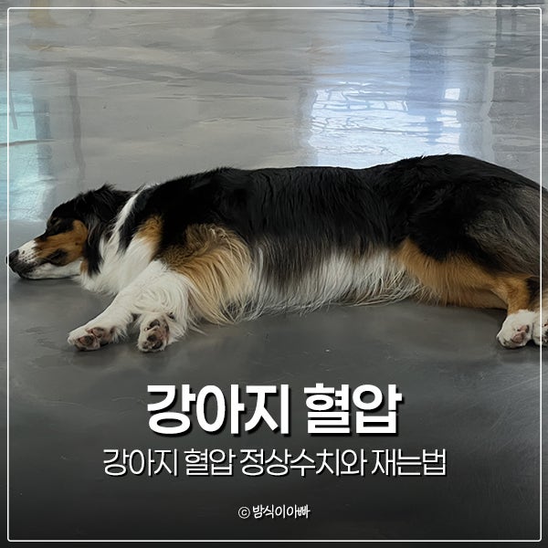 강아지 혈압 정상수치와 재는법