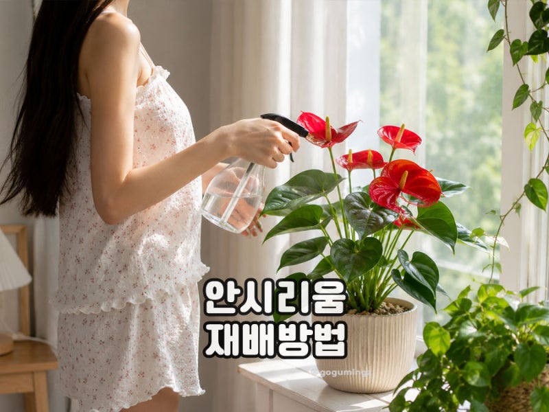 안시리움 키우는법 물주기와 수경재배, 꽃말은