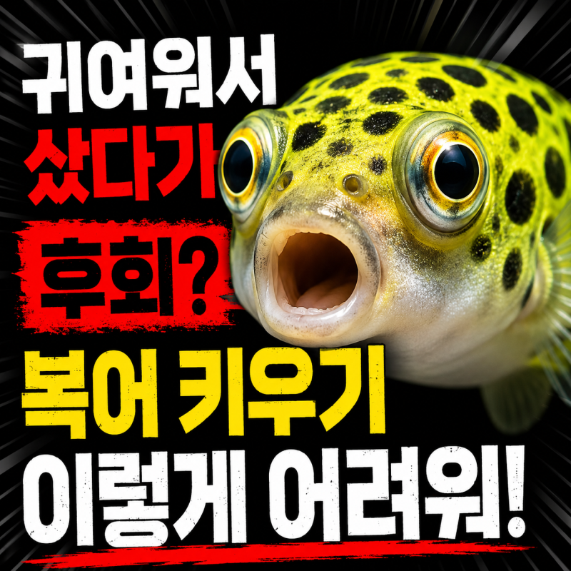 초록복어 인디언복어 귀엽기만 한 줄 알았다가 키우기 어려운 이유