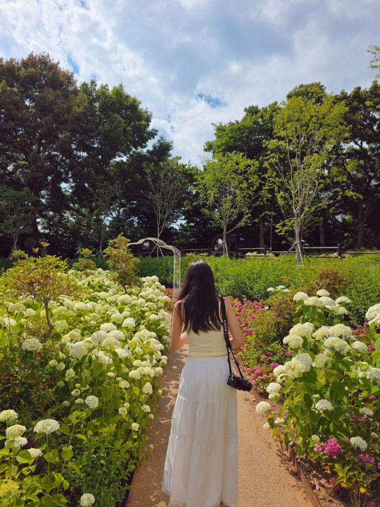 전남 화순 가볼만한곳 화순 남산공원 수국 화순시네마