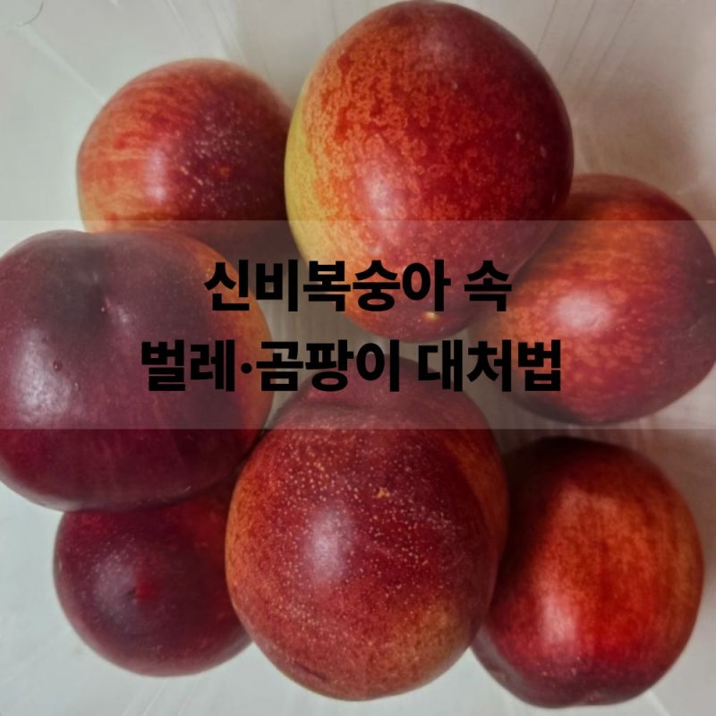 신비복숭아 씨 푸른 곰팡이 하얀 벌레 먹었을 때 대처법 및 세척 주의점