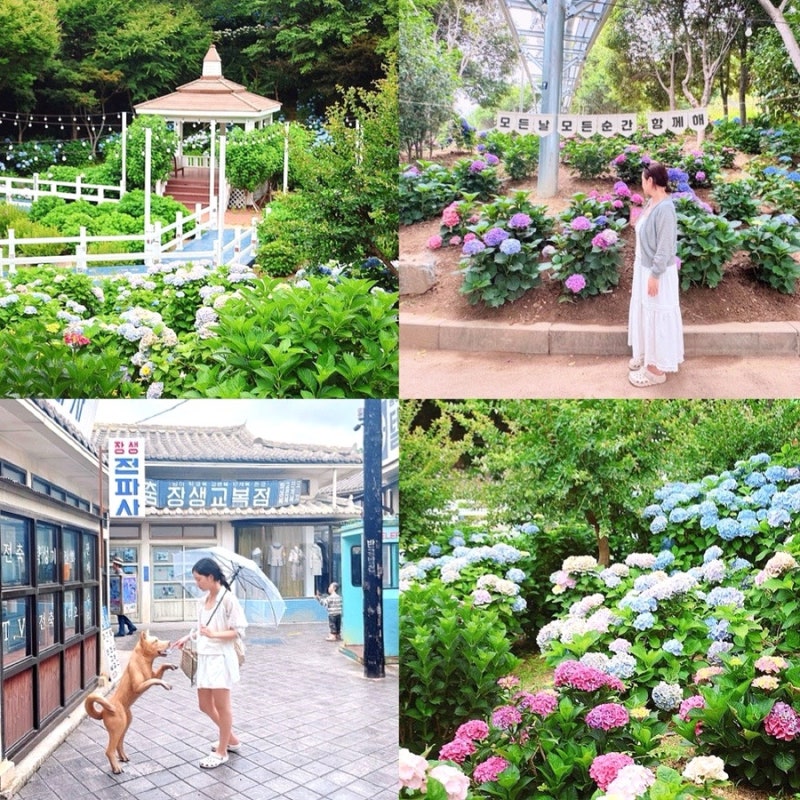 울산 가볼만한곳 장생포 수국축제 실시간 후기 장생포 고래문화마을