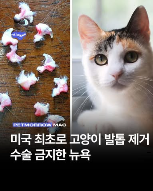 미국 최초로 고양이 발톱 제거 수술 금지한 뉴욕