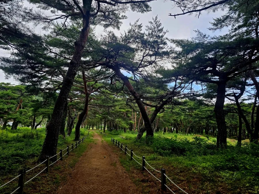 바우길 9구간(헌화로산책길) 사진 6