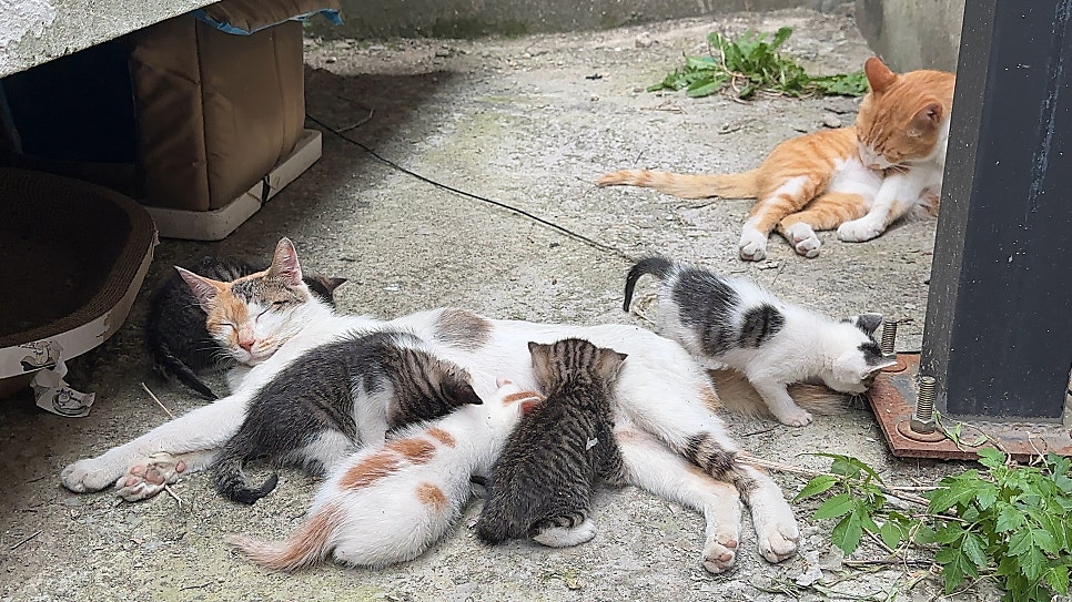 조동물병원 사진 1