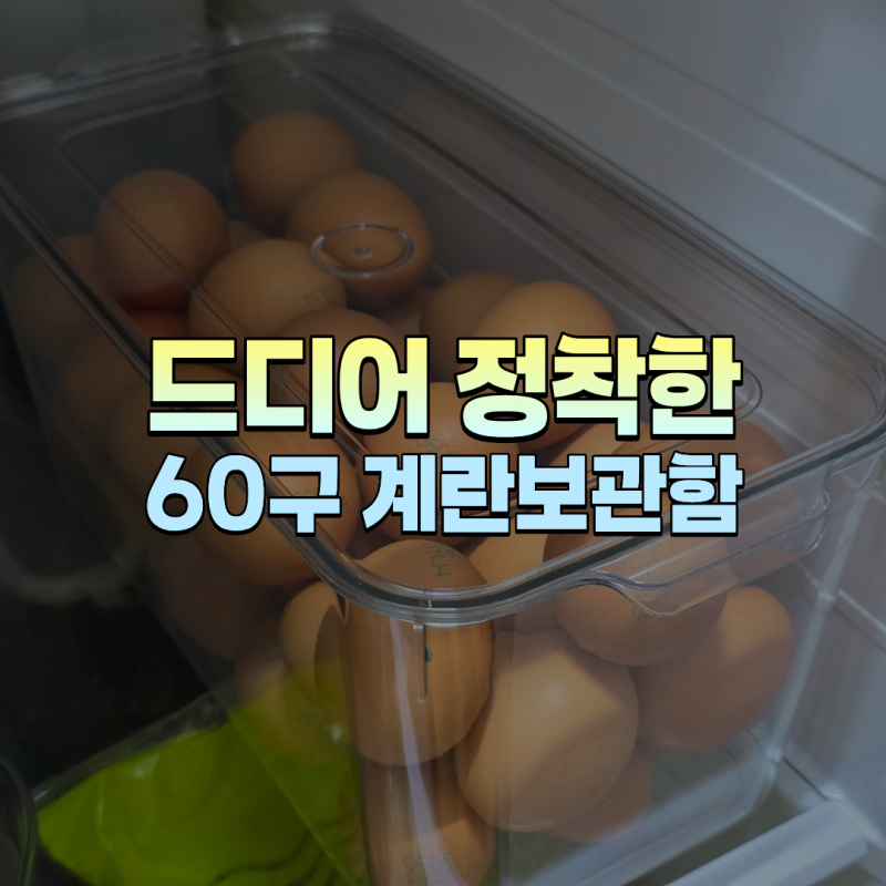 드디어 정착한 다이소 계란보관함 60구 5천 원으로 해결