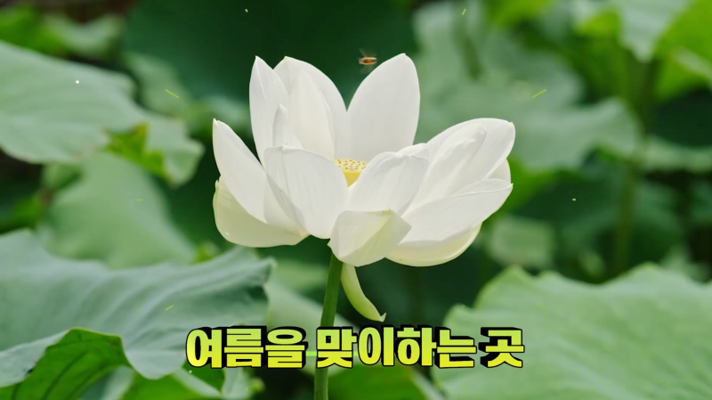 무안연꽃축제 2026 기간 개화시기 입장료 초청가수, 회산백련지 식당까지 총정리
