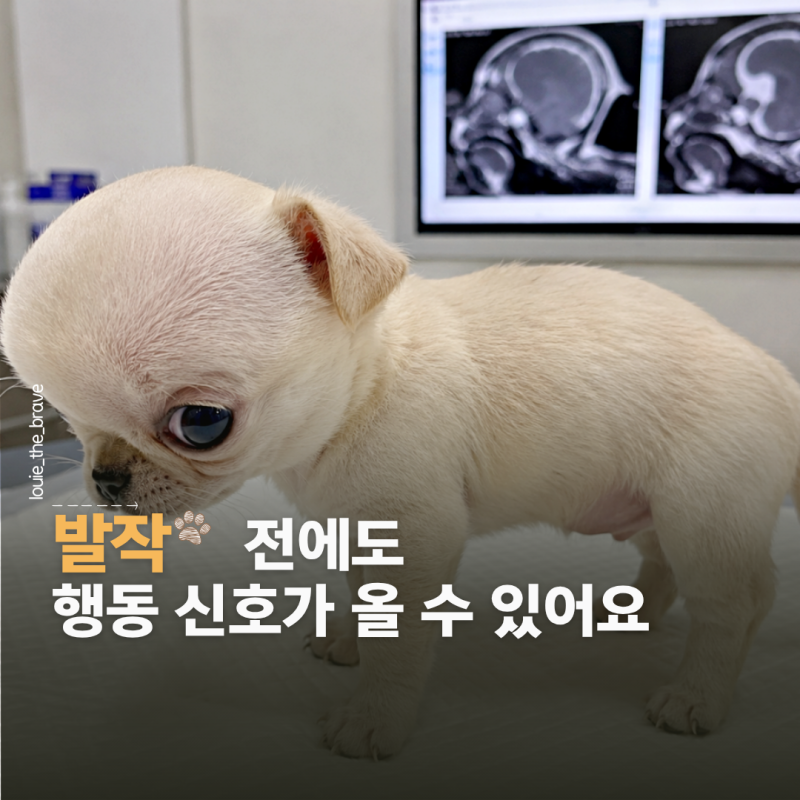 강아지 뇌수두증 증상과 초기 행동 변화