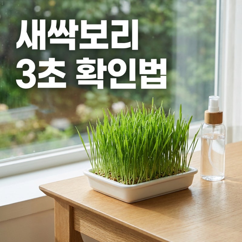 새싹보리 "다 버릴 뻔했네" 초보 식집사 3초 구별법