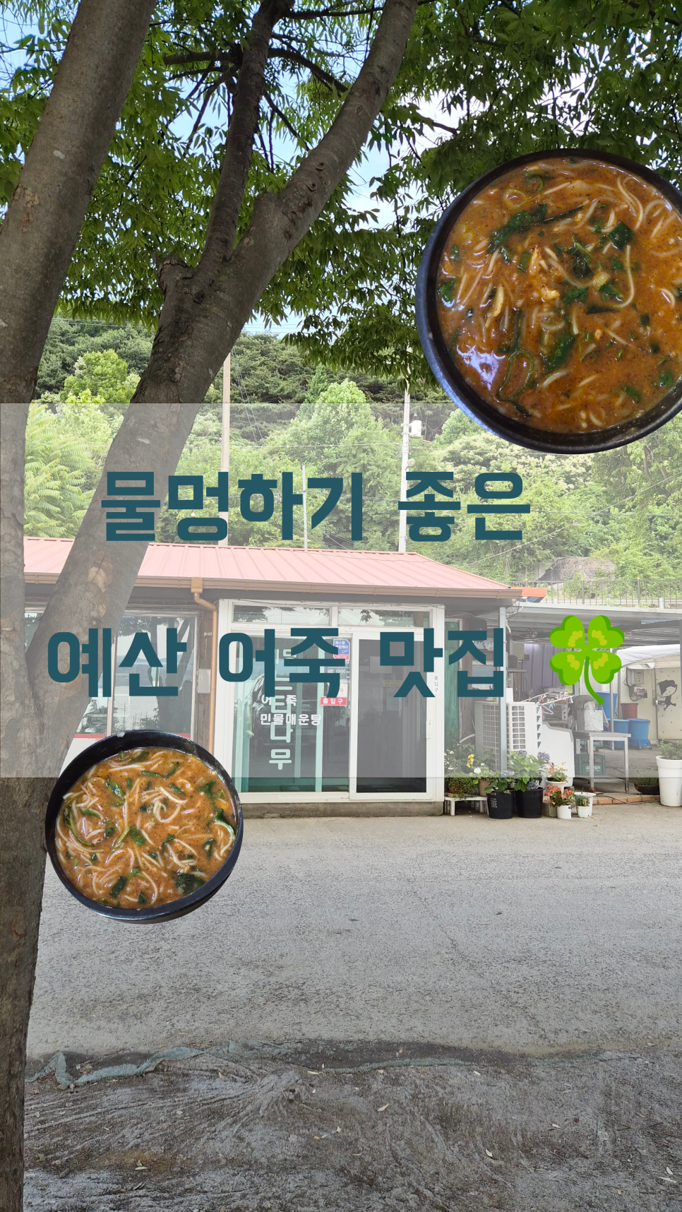 예당느티나무 사진 1