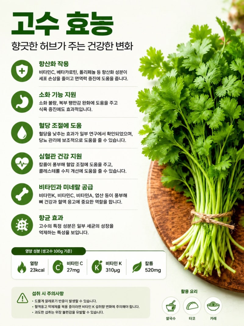 고수 효능 총정리! 향긋한 허브가 주는 건강한 변화