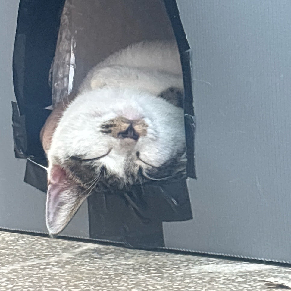조동물병원 사진 5