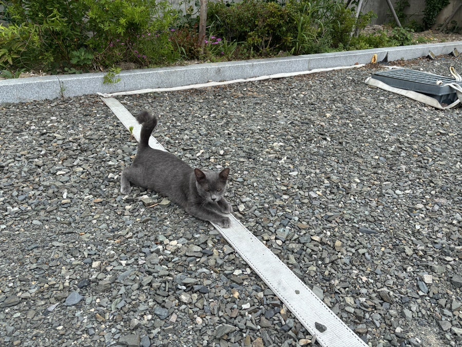 백복령옹심이 사진 1
