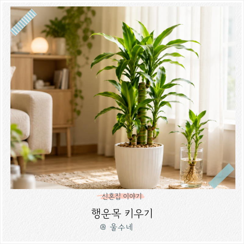행운목 키우기 뿌리 수경재배 가지치기 행운목 꽃말은?