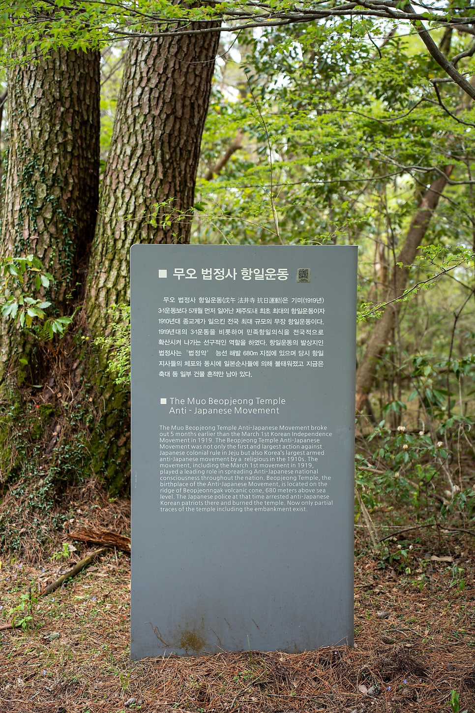한라산둘레길 동백길 사진 2