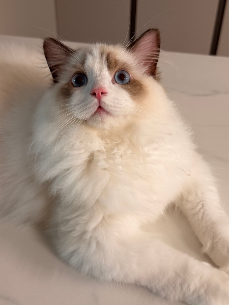 자다 깨우는 고양이 집사의 탈출템! 밀리 고양이 자동급식기 후기