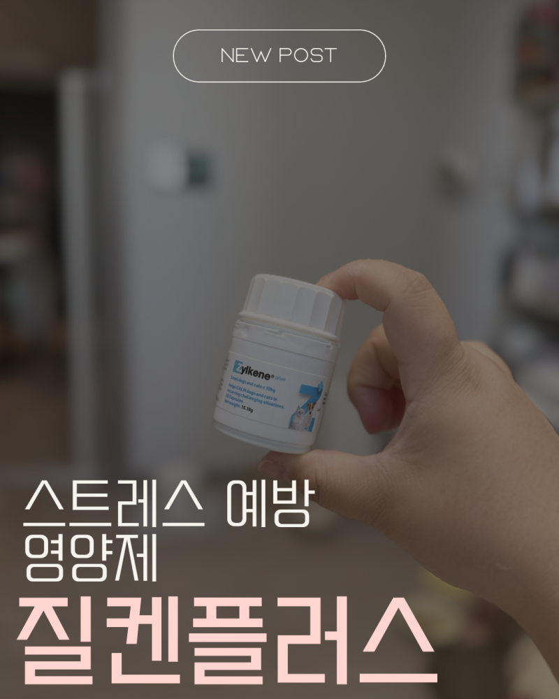 고양이 스트레스 예방 영양제 질켄 플러스 급여 후기