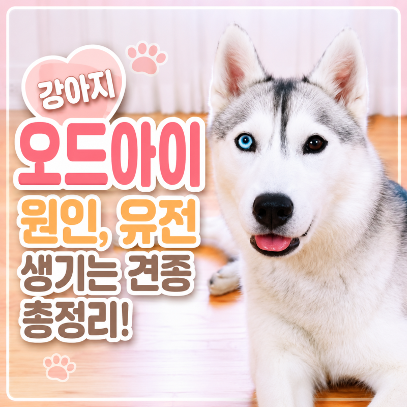 강아지 오드아이 원인, 유전일까? 생기는 견종 총정리