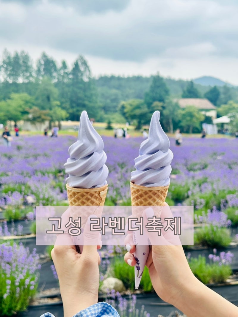 여름 국내 여행지 추천 강원도 고성 가볼만한곳 하늬라벤더팜 라벤더 축제