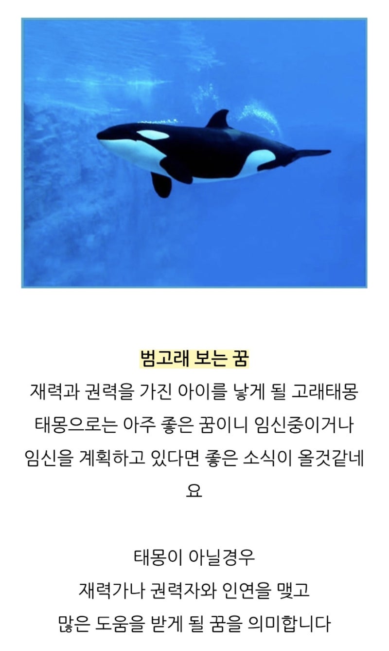 뀨뽀 태몽은 바다의 양아치 범고래