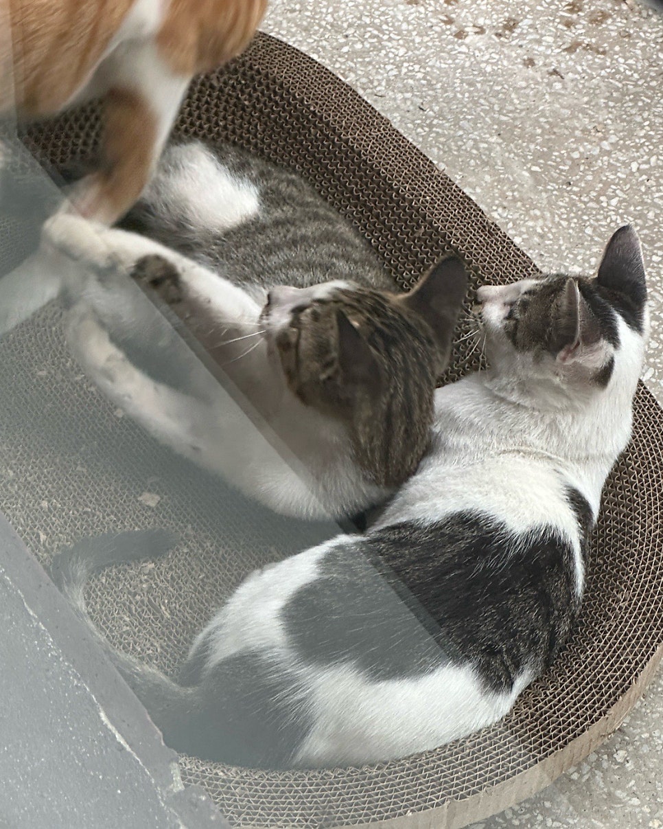 조동물병원 사진 3