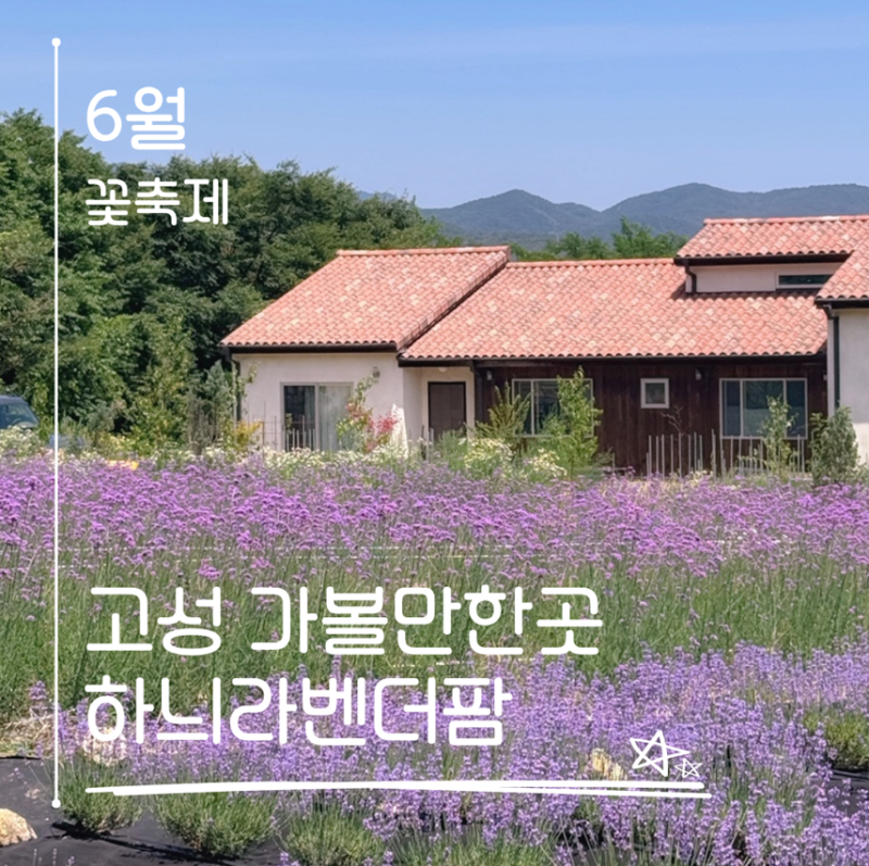 6월 강원도 고성꽃축제! 보랏빛 물결 가득한 하늬라벤더팜