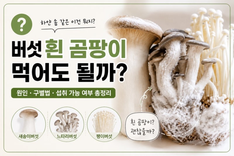 버섯 흰 곰팡이 먹어도 될까?새송이.팽이.느타리 버려야하는 경우
