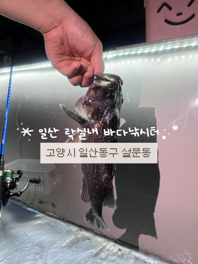 일산실내낚시터 | 바다낚시 초보도 쉽게 즐기고 잡은 생선,우럭으로 회까지 먹어본 솔직후기....