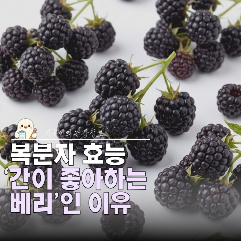 복분자 효능 간에 좋은 이유 3가지: 영양성분 먹는법 부작용