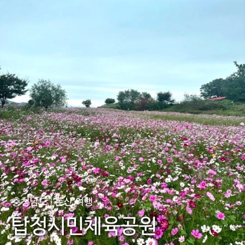 [충남 논산 명소] 가을의 코스모스 속으로