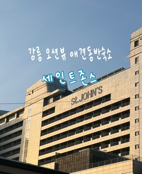 강릉 애견동반여행 - 펫페어 특가로 다녀온 오션뷰 숙소 세인트존스