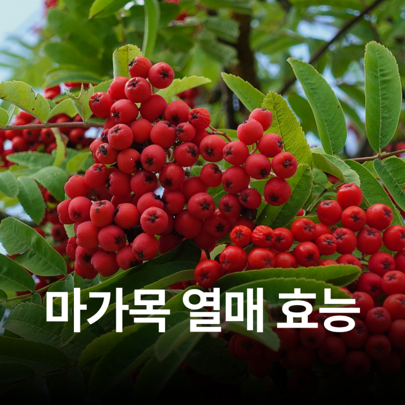 마가목 열매 효능 : 담금주 만들기 전 꼭 알아야 할 주의사항