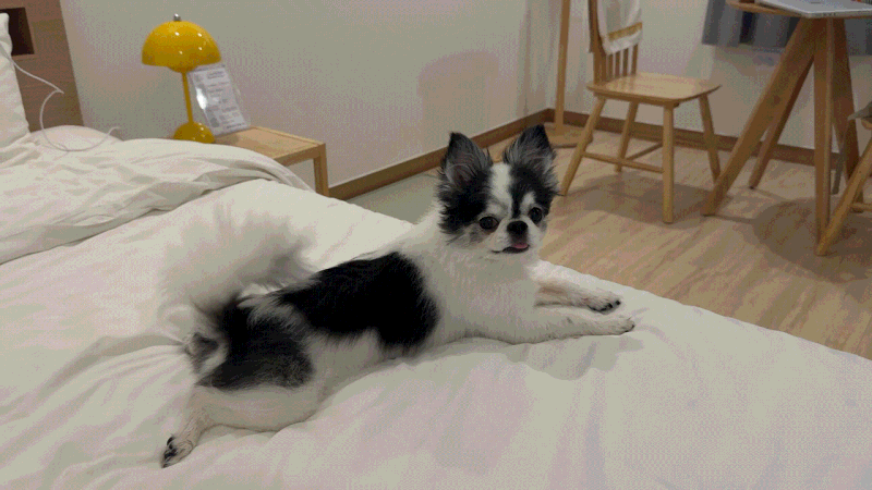 [군산] 호텔나운 | 군산애견동반숙소 강아지용품 셀프바