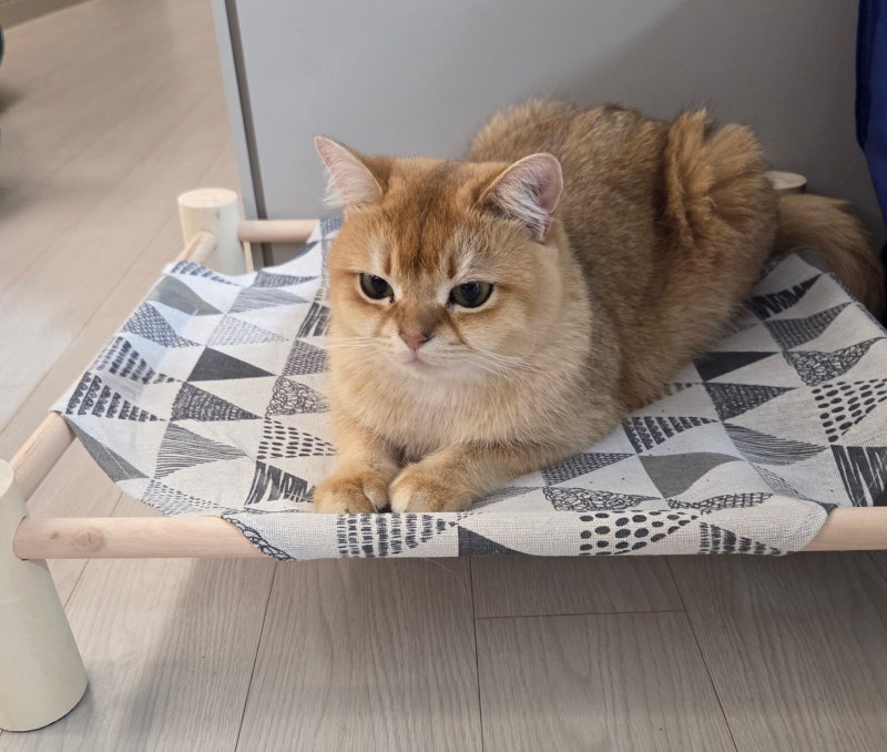 다이소 펫 해먹침대 고양이 사용 후기