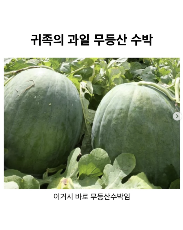 귀족의 과일 무등산 수박 가격 ㅎㄷㄷㄷ