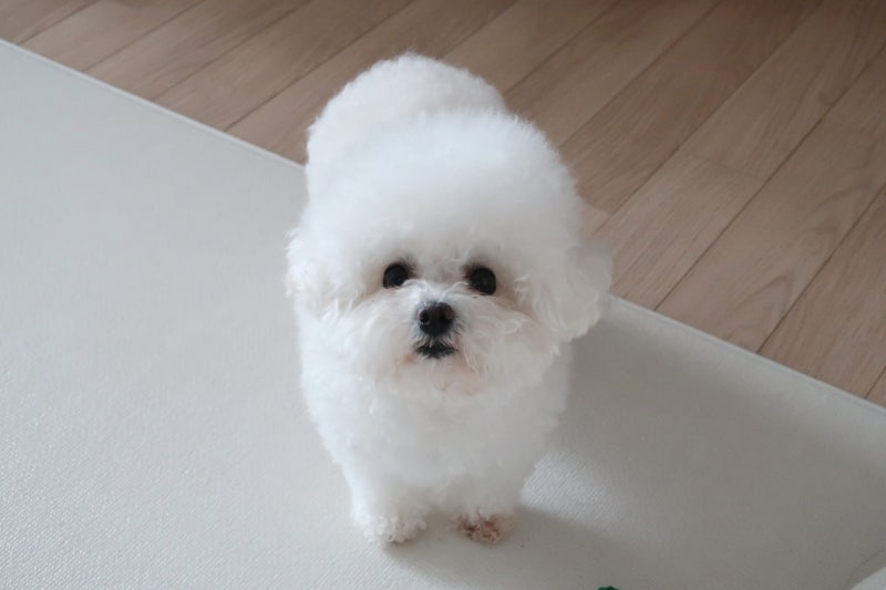 강아지 파보바이러스 증상, 원인과 위험 신호는?