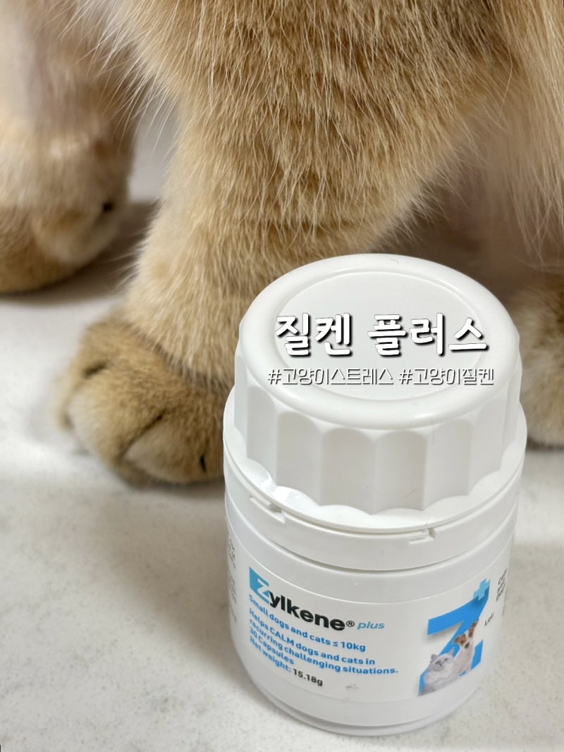 예민한 고양이 스트레스 관리법 후기