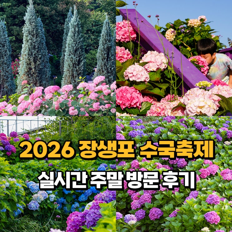 2026 <b>울산</b> 장생포 수국축제 실시간 개화, 인파 & <b>웨일즈</b>카트... 