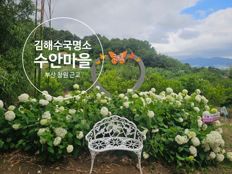 부산 창원 근교 수국명소 김해 대동면 수안마을 | 축제 소식 개화상태