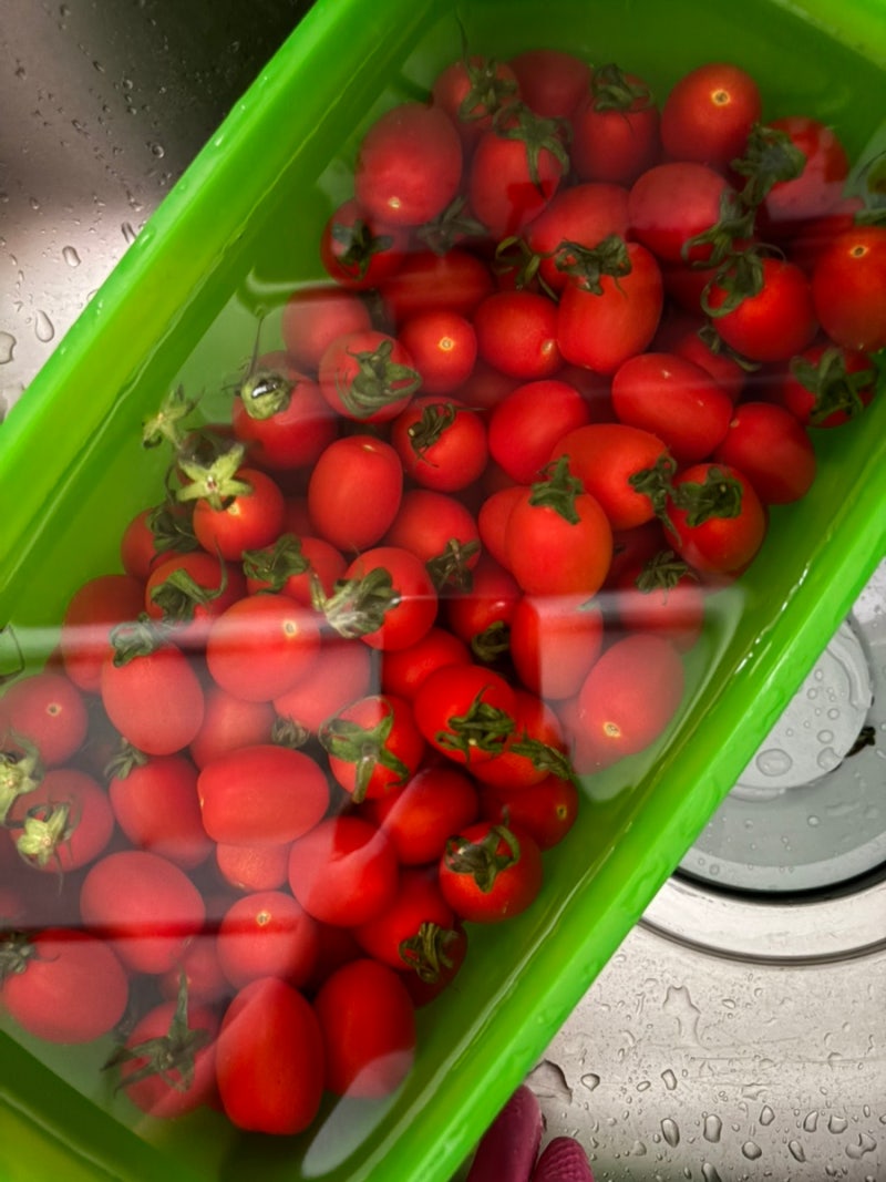 [임산부/수유부 디저트] 여름철 상큼한 디저트, 방울토마토 매실절임 만들기 (새콤달콤 황금....