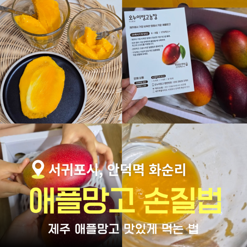 제주 애플망고 맛있게 먹는 법, 컵으로 자르는 애플망고 손질법