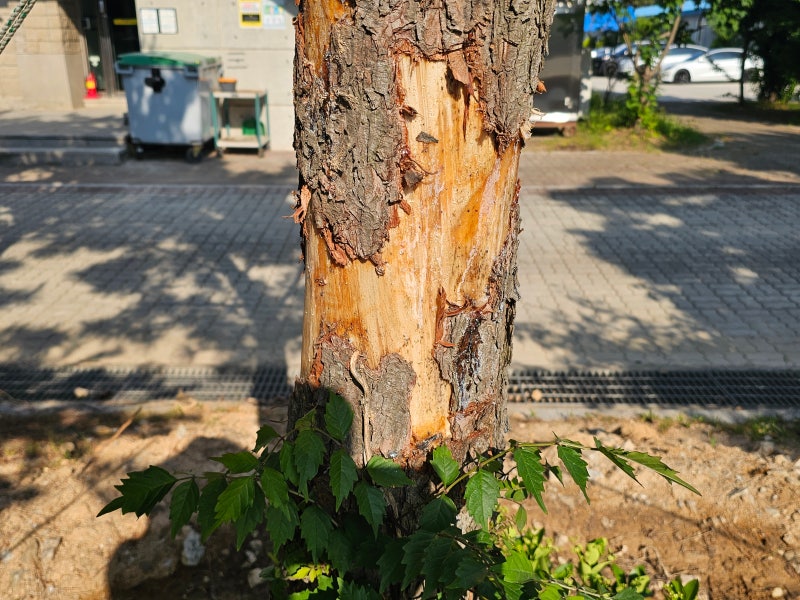 곰솔 상처 치료(20260618)