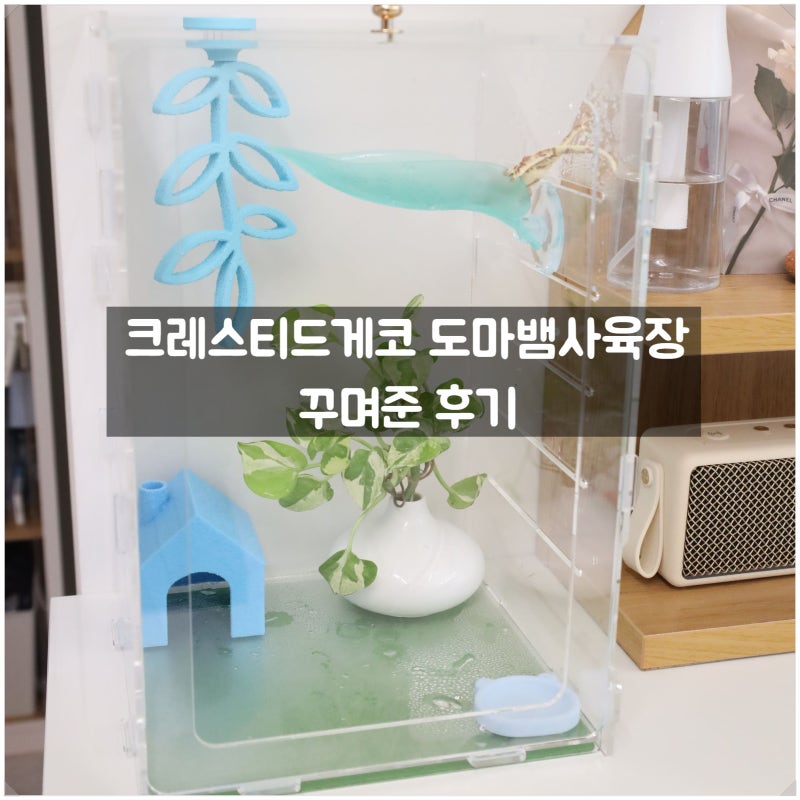 크레스티드게코 도마뱀 사육장 이쁜 도마뱀용품으로 꾸미기