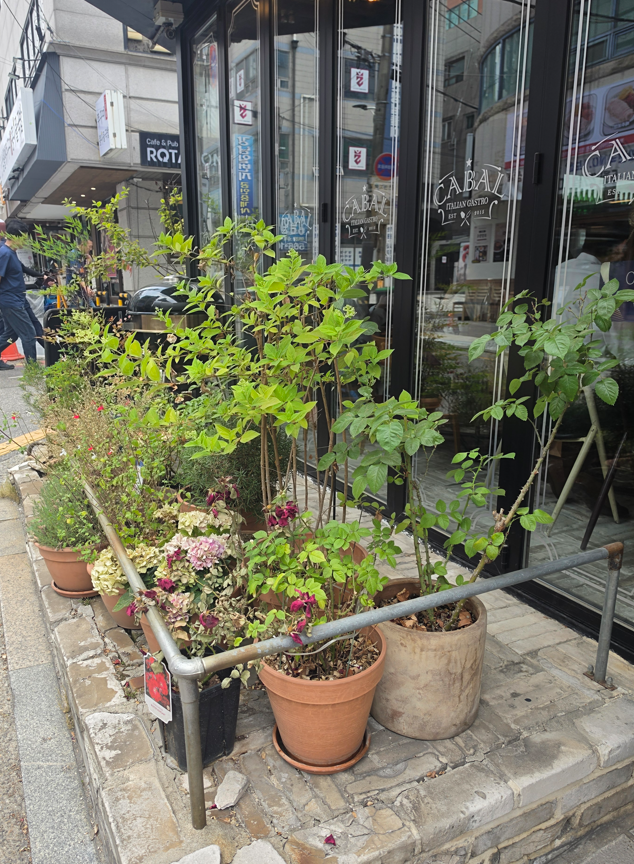 카발 사진 4